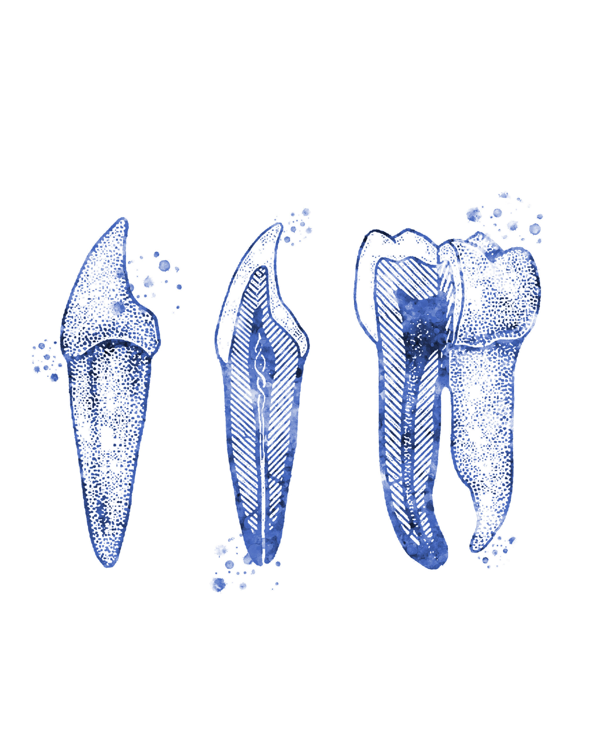 die Studie dreier Zähne